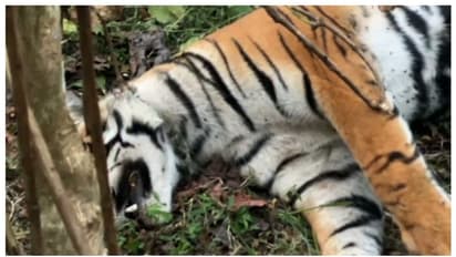 വയനാട് സ്വകാര്യതോട്ടത്തില് കടുവ ചത്തനിലയിൽ, കഴുത്തിൽ കുരുക്ക് , ജഡത്തിന് ഒരു ദിവസത്തെ പഴക്കം