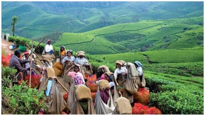കേന്ദ്രം സൗജന്യ റേഷന് നിര്ത്തലാക്കി, സംസ്ഥാന സർക്കാർ റേഷൻ വെട്ടിക്കുറച്ചു; ദുരിതത്തിലായി തോട്ടം തൊഴിലാളികൾ