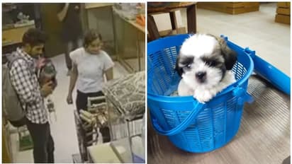 പട്ടിക്കുട്ടിയെ തട്ടിക്കൊണ്ട് പോയ സംഭവം; എൻജിനീയറിംഗ് വിദ്യാർത്ഥികളായ പ്രതികൾക്ക് ജാമ്യം