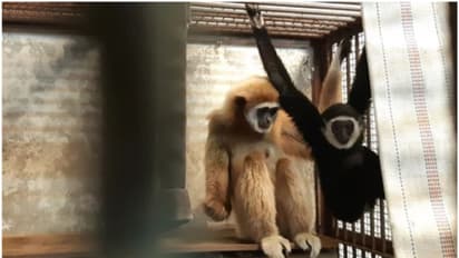 രണ്ട് വര്ഷത്തെ ഏകാന്തവാസം; എന്നിട്ടും മോമോ പ്രസവിച്ചു; ഒടുവില് അച്ഛനെ കണ്ടെത്തിയെന്ന് മൃഗശാല!