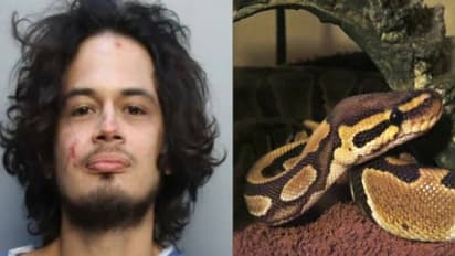 പങ്കാളിയുമായി വഴക്ക്, അക്രമം, ഇടയിൽ 'പെറ്റാ'യ പെരുമ്പാമ്പിന്റെ തല കടിച്ചുപറിച്ച് യുവാവ്