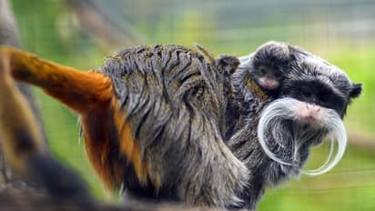 ആയിരം ഡോളര് വിലയുടെ ടാമറിന് കുരങ്ങുകളെ കാണാതായി; കണ്ടെത്തിയത് ആളൊഴിഞ്ഞ വീട്ടില് നിന്ന്