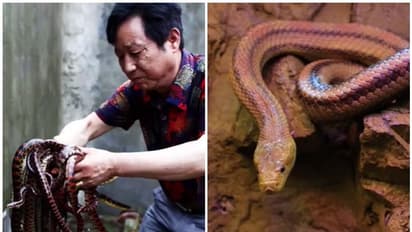 ವಿಷಕಾರಿ ಹಾವು ಸಾಕಣೆ ಮೂಲಕವೇ 100 ಕೋಟಿ ಸಂಪಾದಿಸುತ್ತೆ ಈ ಗ್ರಾಮ!