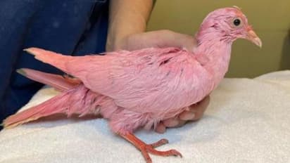 'ജന്ഡര് റിവീല്' പാര്ട്ടിക്കായി പ്രാവിനോട് ക്രൂരത, പിങ്ക് നിറത്തില് മരണത്തെ മുഖാമുഖം കണ്ട് മിണ്ടാപ്രാണി