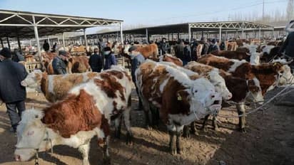 കൂടുതൽ പാൽ ഉൽപാദിപ്പിക്കുന്ന 'സൂപ്പർ പശുക്കളെ' കണ്ടെത്തിയതായി ചൈന