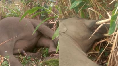 വൈദ്യുതി ലൈനില് നിന്നും ഷോക്കേറ്റു, ഇടുക്കിയിലെ സിഗരറ്റ് കൊമ്പന് ചെരിഞ്ഞു