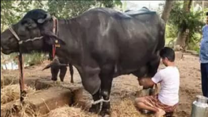 ಎಮ್ಮೆ ನಿನಗೆ ಸಾಟಿಯಿಲ್ಲ : ದಾಖಲೆ ಬರೆದ ಆಂಧ್ರಪ್ರದೇಶದ ಎಮ್ಮೆ...!