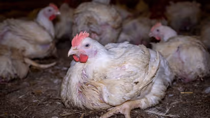 Chicken: 20 రోజుల్లో భారీగా పడిపోయిన చికెన్ ధరలు.. ఎందుకో తెలుసా?