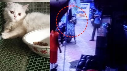 മണ്ണാർക്കാട് കടയിൽ നിന്ന് പുറത്തേക്കിറങ്ങിയ പൂച്ചയെ യുവതി മോഷ്ടിച്ചു, സിസിടിവി ദൃശ്യം സഹിതം ഉടമയുടെ പരാതി