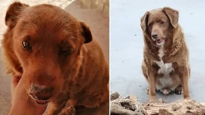 ലോകത്തിലെ ഏറ്റവും പ്രായം കൂടിയ നായ, വയസ് 30, അമ്പരപ്പിക്കുന്ന അതിജീവനത്തിന്റെ കഥ