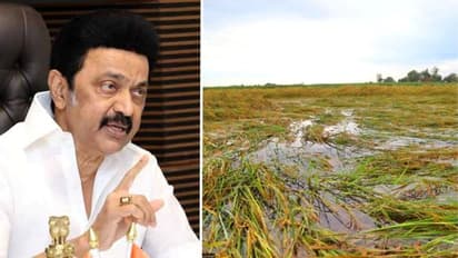 டெல்டா மாவட்டங்களில் மழையினால் பயிர் சேதம்!.. அமைச்சர் குழுவை அனுப்பிய முதல்வர் ஸ்டாலின் !!