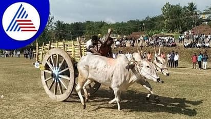 ಬೆಳಗಾವಿ: ನಿರ್ಬಂಧದ ನಡುವೆಯೂ ಉಳವಿ, ಯಲ್ಲಮ್ಮನಗುಡ್ಡಕ್ಕೆ ಚಕ್ಕಡಿ ಯಾತ್ರೆ..!