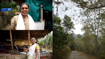 കടുവയെ ഭയന്ന് ജാനമ്മ വിറ്റത് നാല് പശുക്കളെ; ജീവന് തിരികെ കിട്ടിയ ആശ്വാസത്തില് വിലാസിനി