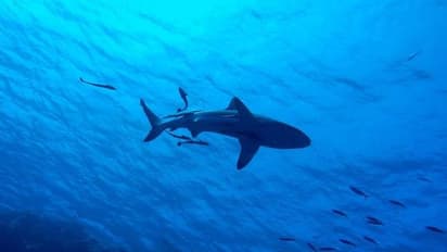 Viral Video: Russian tourist killed in rare shark attack off Egypt's Red Sea resort (WATCH)