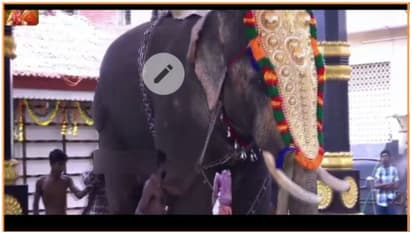 గోరఖ్పూర్లో విషాదం.. రెచ్చిపోయిన ఏనుగు, ముగ్గురు మృతి..