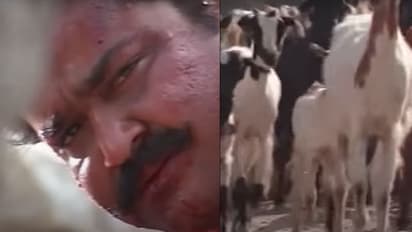 'അന്ന് 40 ആടുകളെങ്കില്‍ ഇന്ന് 500'; പുതിയ 'സ്ഫടിക'ത്തില്‍ കൂട്ടിച്ചേര്‍ത്ത എട്ടര മിനിറ്റിനെക്കുറിച്ച് ഭദ്രന്‍