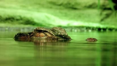 മീൻ പിടിക്കാൻ ഇറങ്ങിയ ആളെ ജീവനോടെ തിന്ന് മുതല