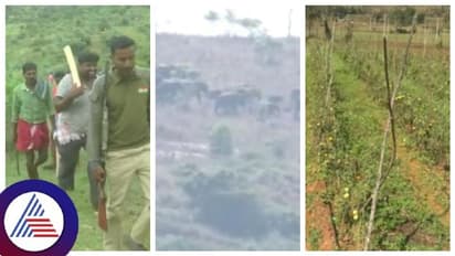  ಕೊನೆಗೂ ಕಾಡಾನೆ ತಡೆಗೆ  ಚಾಮರಾಜನಗರದಲ್ಲಿ ಟಾಸ್ಕ್ ಫೋರ್ಸ್, ನಿಟ್ಟುಸಿರು ಬಿಟ್ಟ ಕಾಡಾಂಚಿನ ರೈತರು