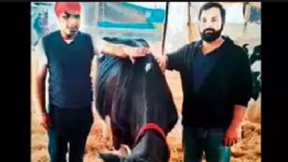 24 ಗಂಟೆಯಲ್ಲಿ 72 ಕೆಜಿ ಹಾಲು: ದಾಖಲೆ ಬರೆದ ಹೆಚ್ಎಫ್ ತಳಿಯ ಹಸು