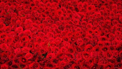 ಪ್ರೇಮಿಗಳ ದಿನದ ಪ್ರಯುಕ್ತ ಬೆಂಗಳೂರು ಏರ್ಪೋರ್ಟ್ನಿಂದ 44 ಮಿಲಿಯನ್ ಗುಲಾಬಿ ರಫ್ತು: ದಾಖಲೆ ನಿರ್ಮಾಣ