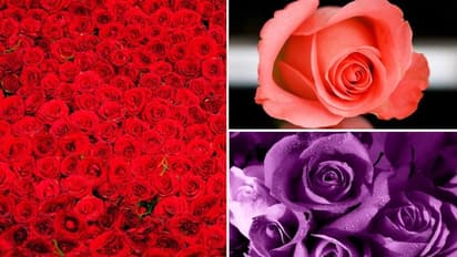 Valentines Day 2023: Type of roses and their meaning