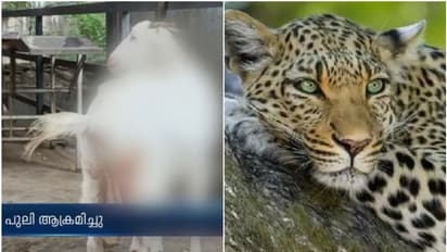 പാലക്കാട് വീണ്ടും പുലിയിറങ്ങി, വീട്ടിൽ കയറി ആടിനെ ആക്രമിച്ചു; വീട്ടുകാർ ബഹളം വെച്ചതോടെ പുലി ഓടി, പക്ഷേ...