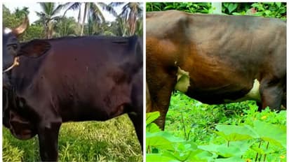 ചർമ്മമുഴ രോഗം വ്യാപകമാകുന്നു : നിരവധി പശുക്കള് ചത്തു, ക്ഷീര കർഷകർ പ്രതിസന്ധിയിൽ