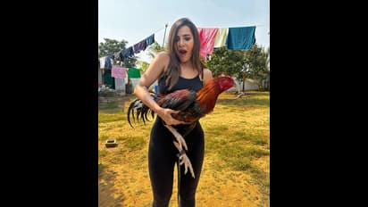 బిగువైన బ్లాక్‌ ఫిట్‌లో అసలైన బాడీ కొలతలు చూపిస్తూ ఆషురెడ్డి హంగామా..  పందెంకోడితో వర్మ బ్యూటీ చిలిపి పనులు