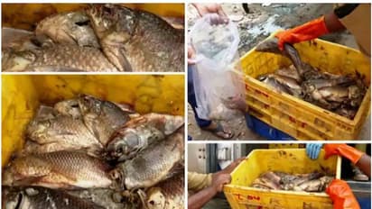 കണ്ടെയ്നർ നിറച്ച് പുഴുവരിച്ച മീൻ, ചീഞ്ഞളിഞ്ഞ വെള്ളം പുറത്തേക്ക് ഒഴുകുന്നു; അന്വേഷണം എത്തി നിന്നത്...