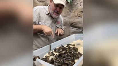 അനക്കോണ്ട കുഞ്ഞുങ്ങൾക്കൊപ്പം കളിക്കുന്ന മൃഗശാല ജീവനക്കാരൻ; വീഡിയോ വൈറലാകുന്നു