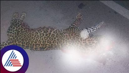 Leopard death: ದಾವಣಗೆರೆ: ಅಪರಿಚಿತ ವಾಹನಕ್ಕೆ ಸಿಲುಕಿ ಚಿರತೆ ಸಾವು! 