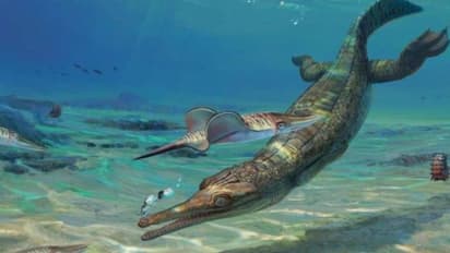 മുതലകളുടെ 'സഹോദരിയെ' കണ്ടെത്തി; ജുറാസിക് യുഗത്തിന് മുമ്പുള്ള കാലഘട്ടത്തിലേക്ക് വെളിച്ചം വീശുമെന്ന് ഗവേഷകര്