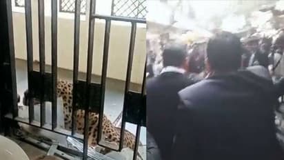 കോടതിക്കുള്ളിൽ പുള്ളിപ്പുലിയിറങ്ങി, ആക്രമണത്തിൽ അഞ്ച് പേർക്ക് പരിക്ക്