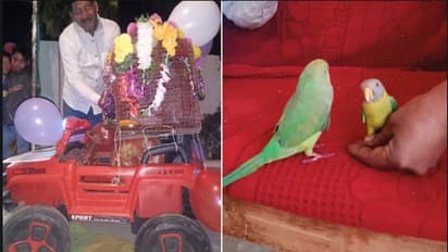 ಓ ಮೈನಾ ಓ ಮೈನಾ... ಗಿಣಿಗೆ ಮೈನಾದ ಜೊತೆ ಅದ್ದೂರಿ ಮದುವೆ