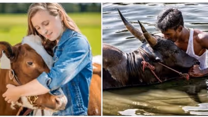 பசுக்கு மட்டும் தான் அரவணைப்பு தினமா.? காளைகளுக்கு இல்லையா.? -ஜல்லிக்கட்டு பாதுகாப்பு சங்கம் திடீர் கோரிக்கை