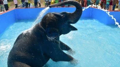 ഷവറും കുടയും അടക്കം വന് സൗകര്യങ്ങളോടെ 'കല്യാണി'ക്കായി ബാത്തിംഗ് പൂള്, ചെലവ് 50 ലക്ഷം