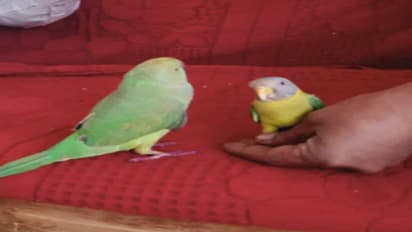 கிளிகளுக்கு திருமணம்! பாரம்பரிய முறையில் ஆடல் பாடல் நிகழ்ச்சிகள்!