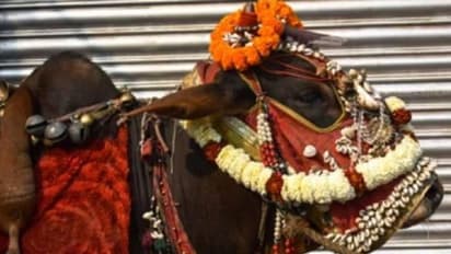 തമിഴ്നാട്ടിൽ ഗർഭിണിയായ പശുവിന് ബേബി ഷവർ നടത്തി ഗ്രാമവാസികൾ