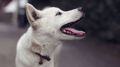 ಕಳುವಾದ ನಾಯಿ ಹುಡುಕಿ ಕೊಡುವಂತೆ ದೂರು, ನಗರಸಭೆ ಸಿಬ್ಬಂದಿ ವರ್ತನೆಗೆ ಶ್ವಾನ ಪ್ರಿಯರ ಆಕ್ರೋಶ