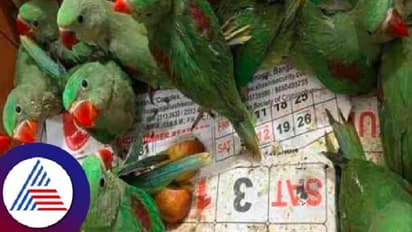 Bengaluru crime: ಗಿಳಿ, ಆನೆ ದಂತ ಮಾರಾಟಕ್ಕೆ ಯತ್ನ; ಆರು ಮಂದಿ ಬಂಧನ