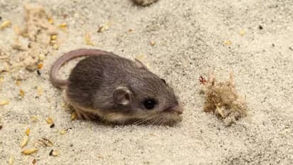 ഒമ്പത് വയസ്, ലോകത്തിലെ ഏറ്റവും പ്രായം കൂടിയ എലി, ലോക റെക്കോർഡുമായി പാറ്റ്