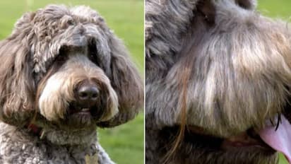 ഏഴ് ഇഞ്ച് നീളമുള്ള കണ്പീലിയുമായി ലോക റെക്കോര്ഡ് സ്വന്തമാക്കി നായ!