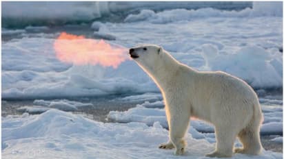 സാമൂഹിക മാധ്യമങ്ങളില് തരംഗമായി 'തീ തുപ്പുന്ന ധ്രുവക്കരടി'യുടെ ചിത്രം!