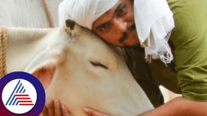 ಫೆಬ್ರವರಿ 14 ವ್ಯಾಲೆಂಟೆನ್ಸ್ ಡೇ ಇಲ್ಲ; Cow Hug Day ಆಚರಣೆ!