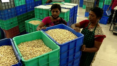 കശുവണ്ടി കയറ്റുമതി: രാജ്യം മുന്നേറി, കേരളം പിന്നോട്ടടിച്ചു; സംസ്ഥാനത്തേക്ക് 1400 കോടി രൂപയെത്തി