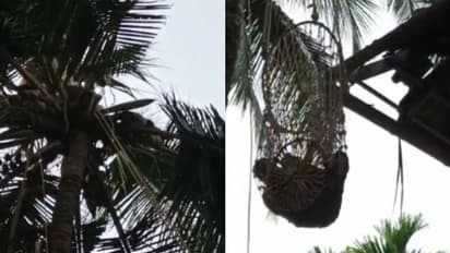 കോഴിക്കോട് മരത്തിൽ കയറി ഗൃഹനാഥന്റെ ആത്മഹത്യാ ഭീഷണി; 'വലയിലാക്കി' താഴെയിറക്കി