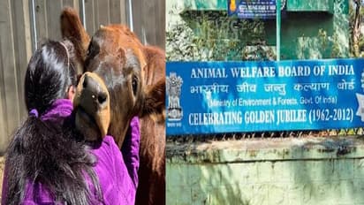 Cow Hug Day-க்கு நாடு முழுவதும் கண்டனம்... அறிவிப்பை திரும்பப்பெற்றது இந்திய விலங்குகள் நல வாரியம்!!