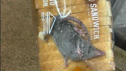 షాకింగ్.. ఆన్లైన్ లో బ్రెడ్ ఆర్డర్ చేస్తే.. ఎలుక ప్రత్యేక్షం..