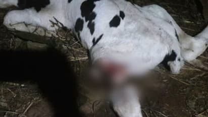 പറങ്കിമലയിൽ പശുക്കിടാവിനെ അജ്ഞാത ജീവി കടിച്ചു കൊന്നു, കാലിന്റെ ഭാഗം ഭക്ഷിച്ച നിലയിൽ