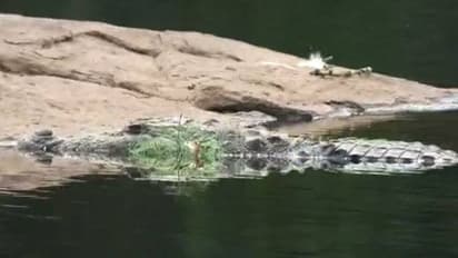 ചാലക്കുടിപ്പുഴയിൽ വലയിൽ കുടുങ്ങിയ നിലയിൽ ചീങ്കണ്ണി